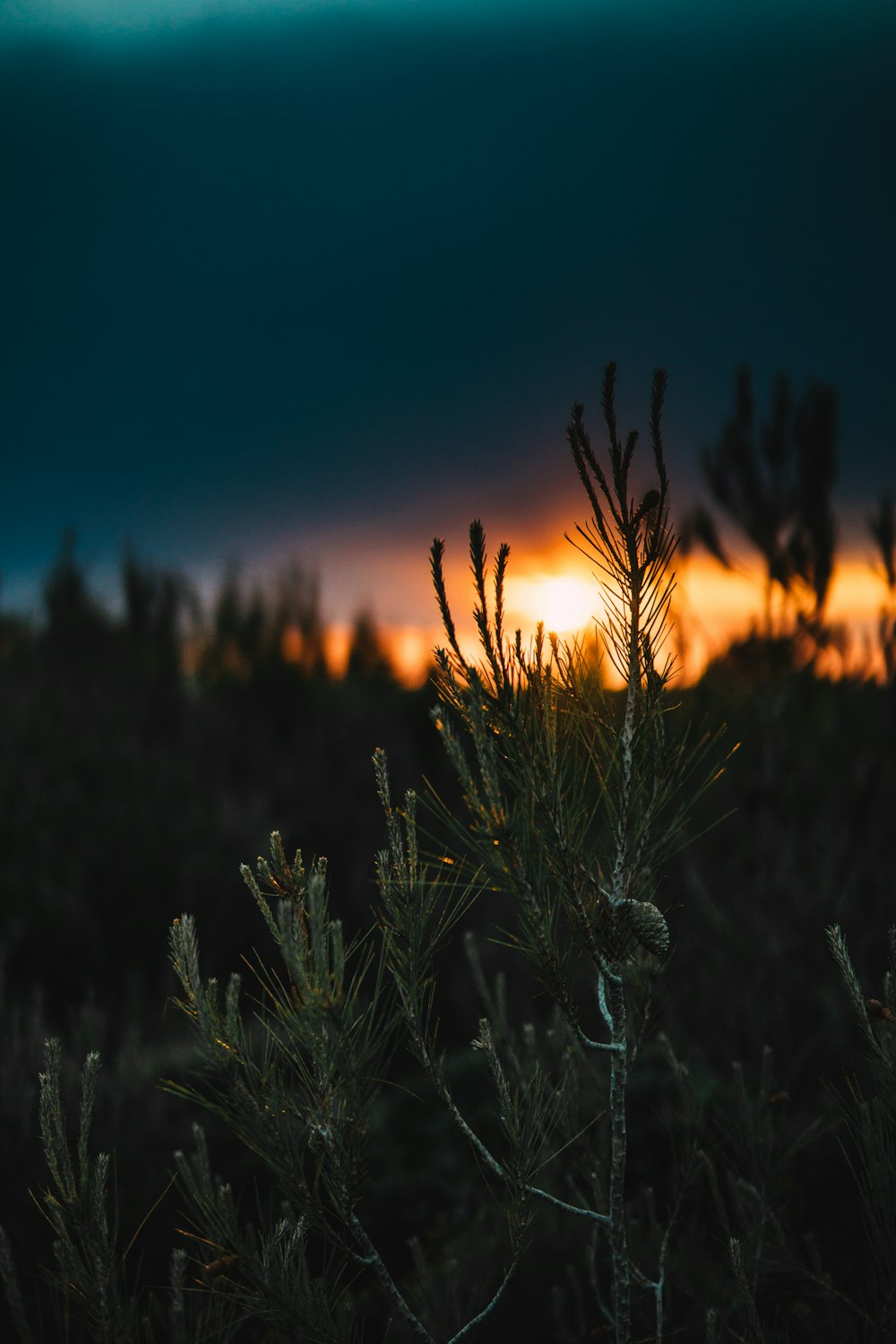 shallow focus photography of green leafed plant