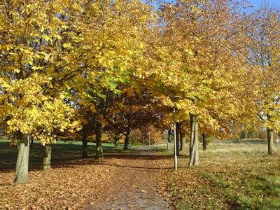 A tranquil pathway lined with trees exhibiting vibrant autumn foliage in shades of yellow and gold. Leaves blanket the ground, forming a carpet along the walkway, while sunlight filters through the branches, casting shadows and creating a serene atmosphere.