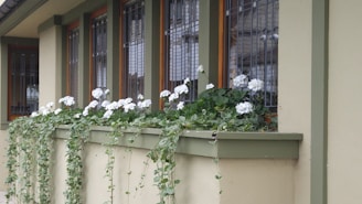 A row of windows on a building is adorned with a planter box filled with lush green foliage and white flowers. The flowers cascade down the sides of the planter. The window frames are painted in a muted green, complementing the beige exterior walls of the building. Each window is protected by metal bars.
