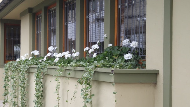 A row of windows on a building is adorned with a planter box filled with lush green foliage and white flowers. The flowers cascade down the sides of the planter. The window frames are painted in a muted green, complementing the beige exterior walls of the building. Each window is protected by metal bars.