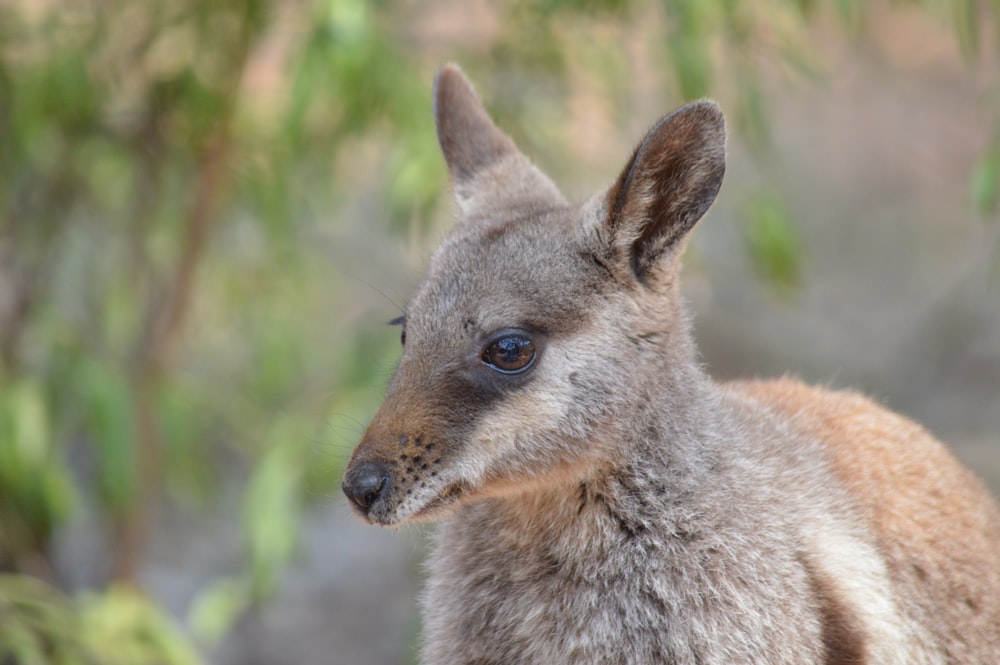 brown kangaroo