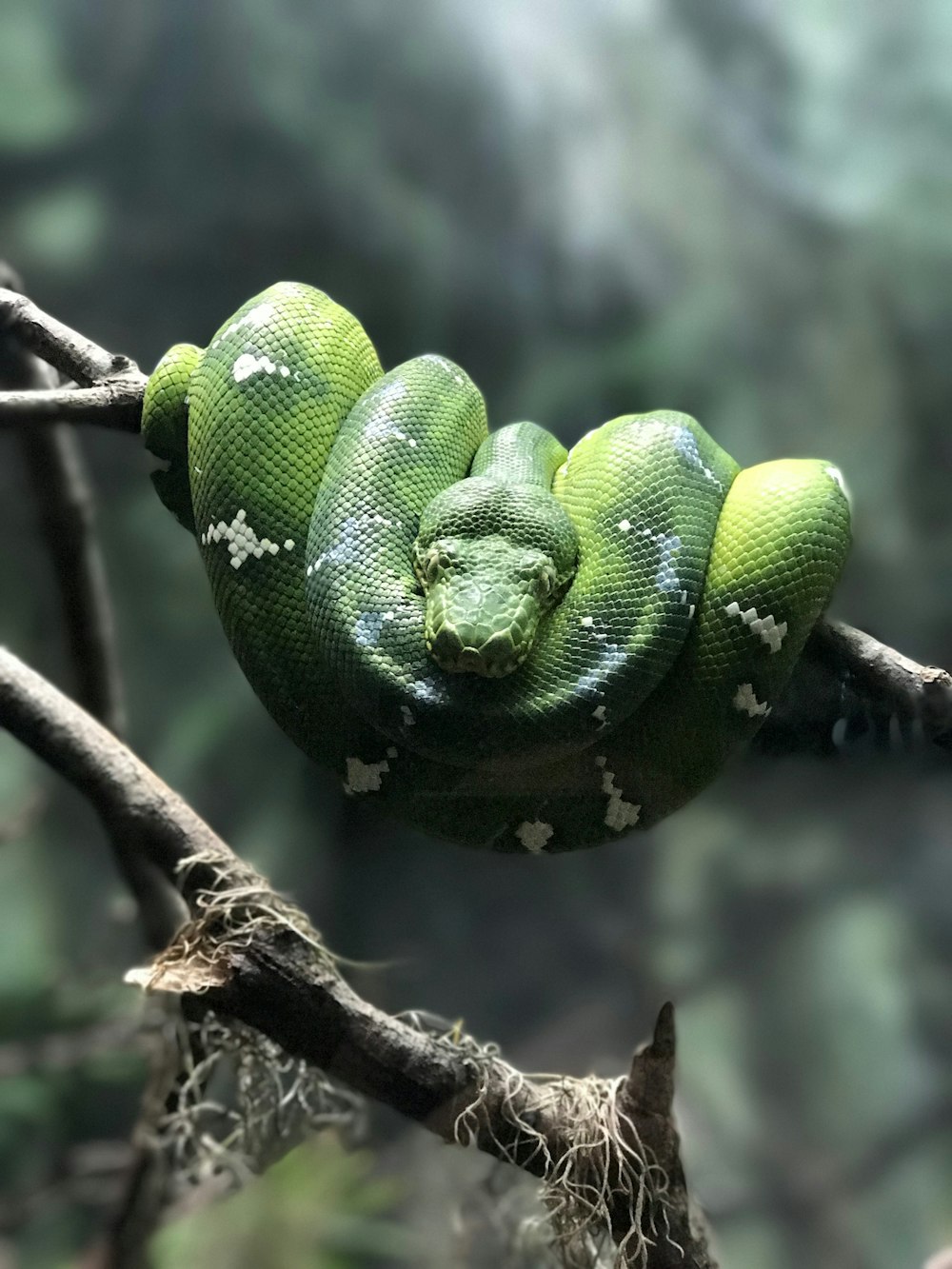 green snake on gray twig in selective focus photography