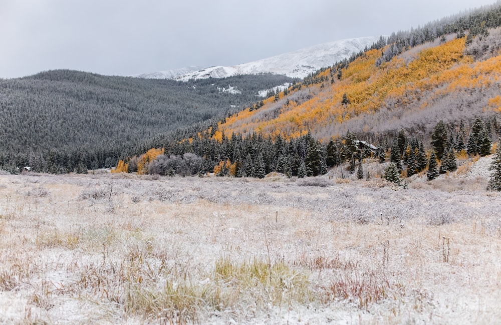 tree covered mountains under gray sky