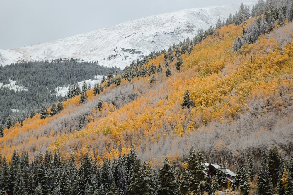 landscape photography of trees on mountains