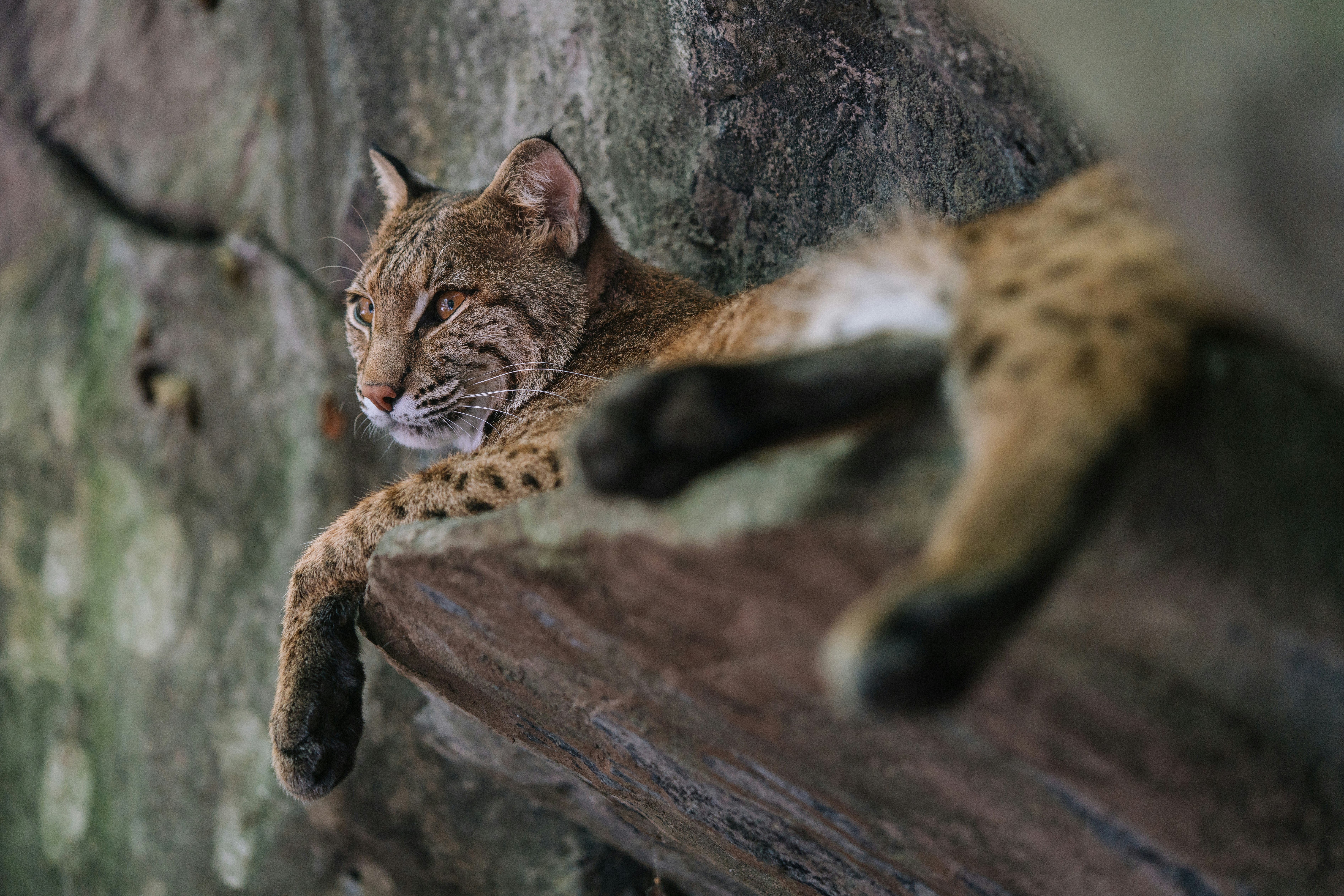 cheetah laying on stone