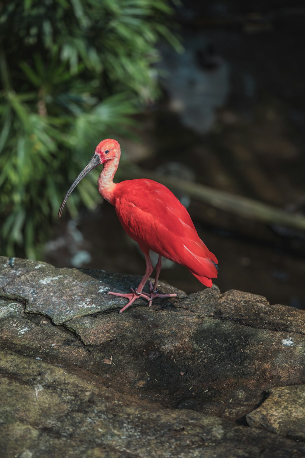 pink bird with black long beak