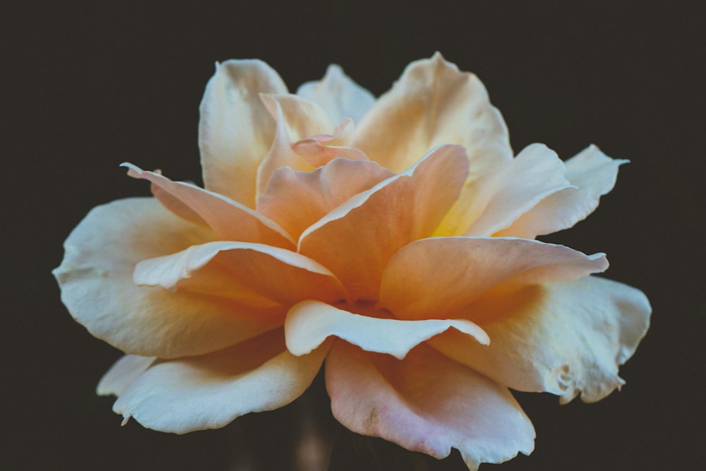 fotografia a fuoco superficiale di fiore bianco