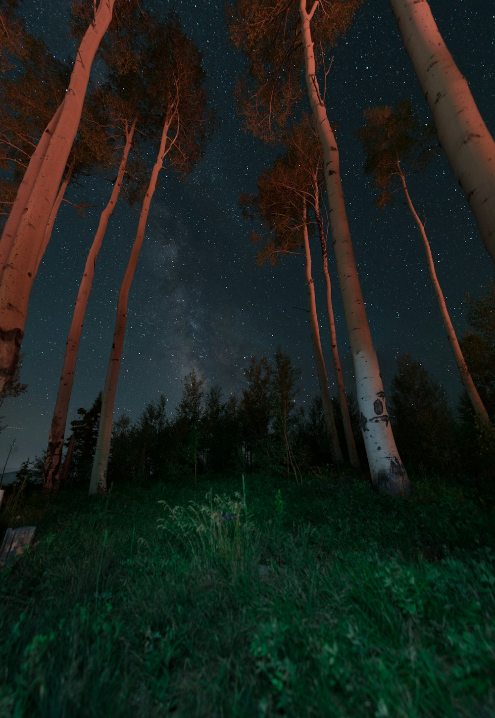 fotografia di paesaggio di alberi