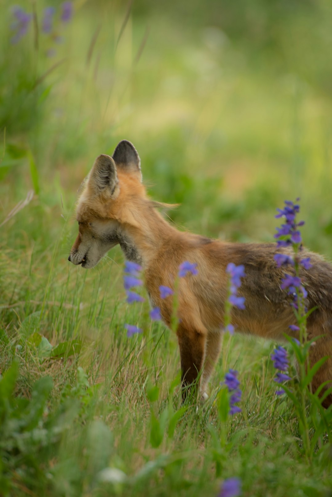 fox standing on green grass field near purple flower