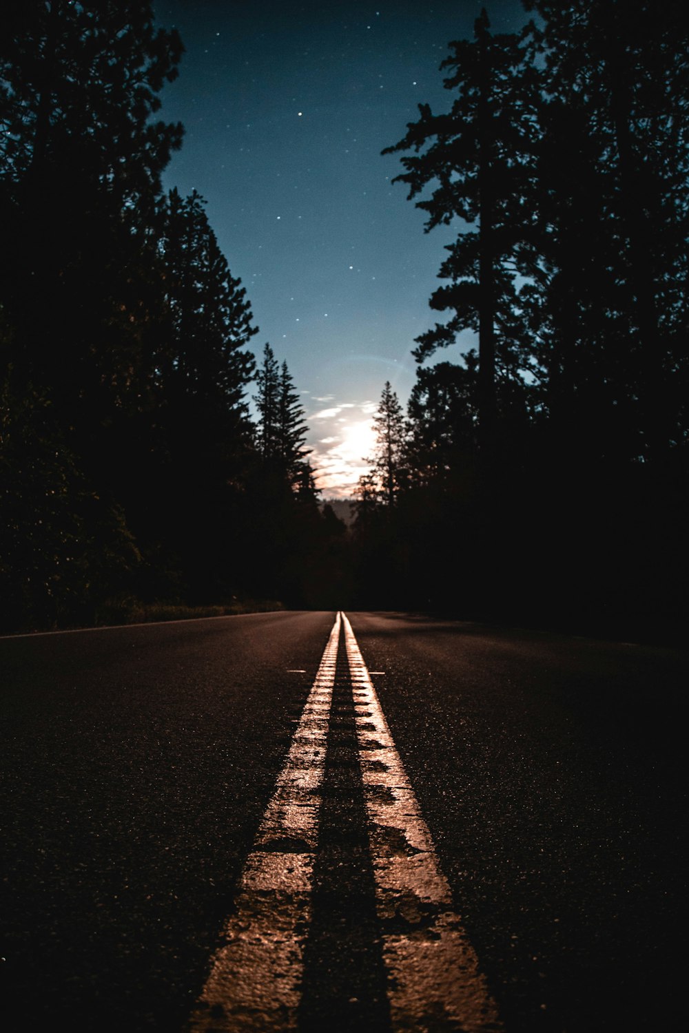 asphalt road between pine trees