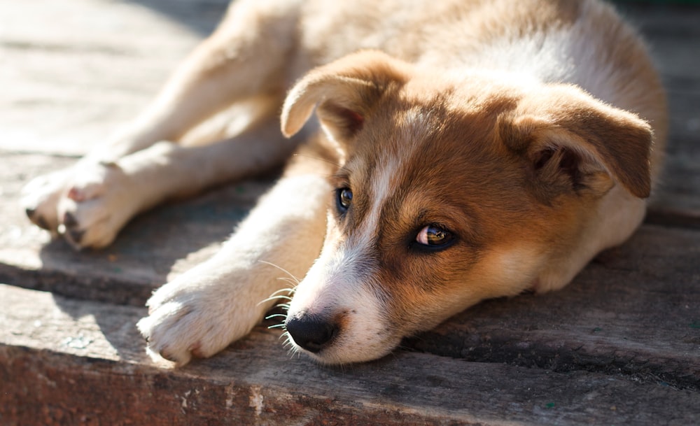 pet dog laying on brown surface