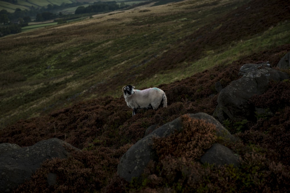 photo of white sheep on field