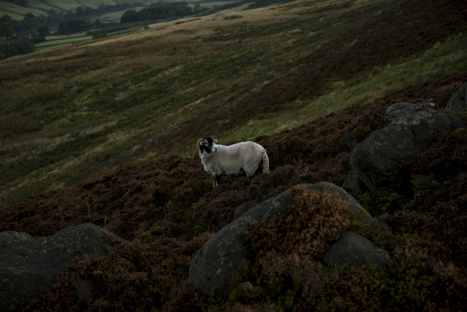 Nikon D750 sample photo. Photo of white sheep photography