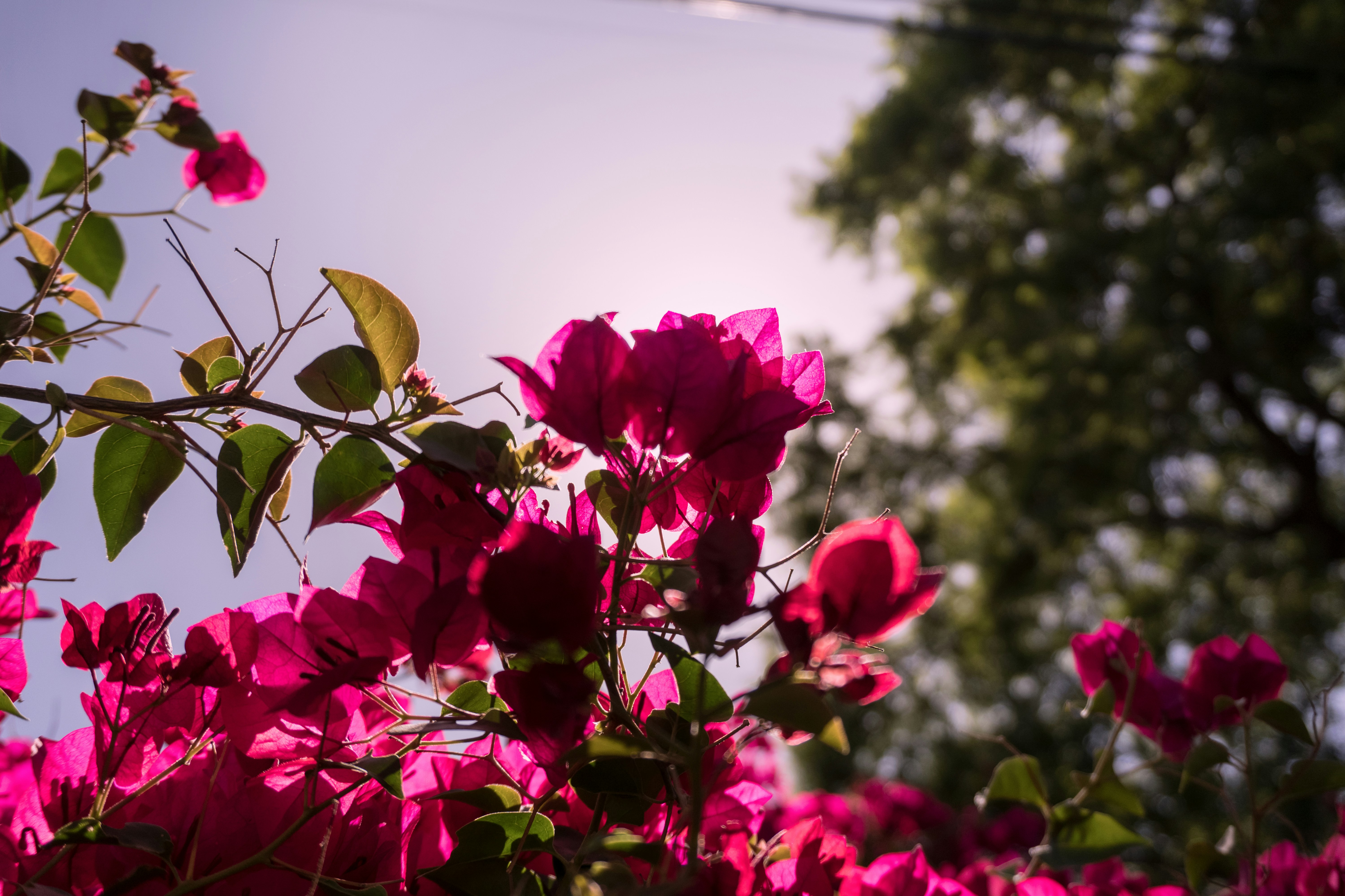 Photo by aaronstaes