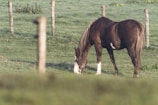 A serene horse grazing peacefully in a lush green pasture at dawn.