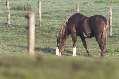 A calm horse grazing peacefully in a green pasture.