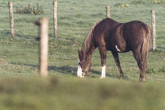 A serene natural setting with a horse grazing peacefully near rustic wooden fencing.