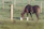 A calm horse grazing in a green pasture with a small jar of natural supplements on a wooden fence.