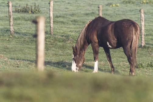 A peaceful scene of a horse grazing near a rustic wooden fence surrounded by olive green plants.