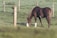 A peaceful moment with a horse in the lush green fields of the farm.