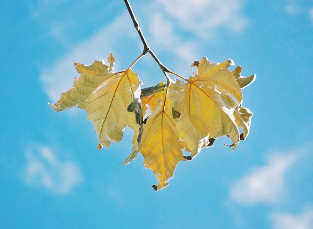 beige leaves under sunny blue sky