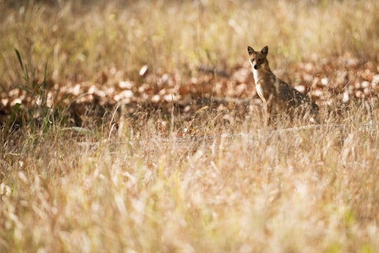 brown fox looking elsewhere in the meadows in Kanha Tiger Reserve India