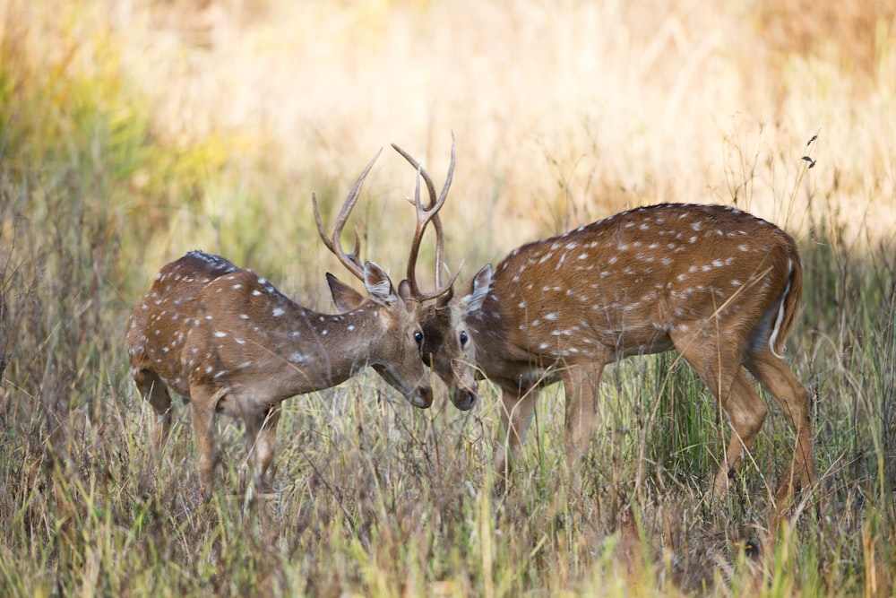 緑の芝生の上で戦う2頭の茶色の鹿
