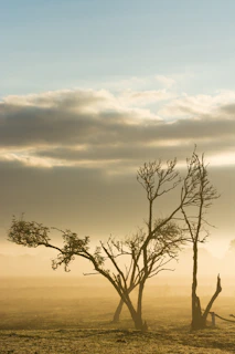 A serene black-and-white photo of a lone tree standing in a misty field at dawn.
