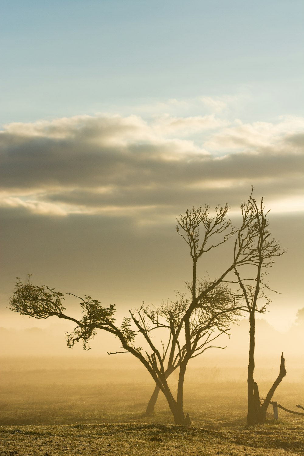 alberi verdi sotto nuvola bianca