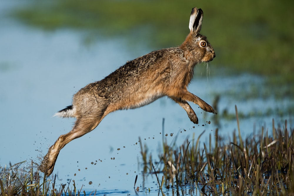 lapin brun sautant au-dessus d’un plan d’eau