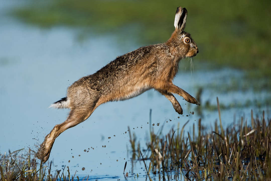 brown rabbit hopping above body of water