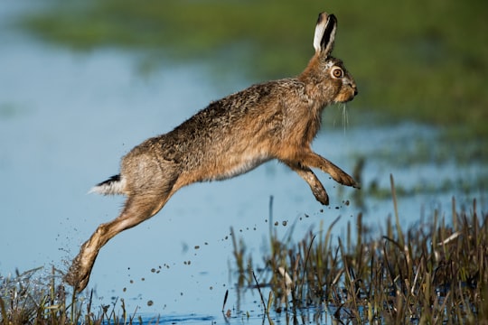 brown rabbit hopping above body of water in Eemnes Netherlands