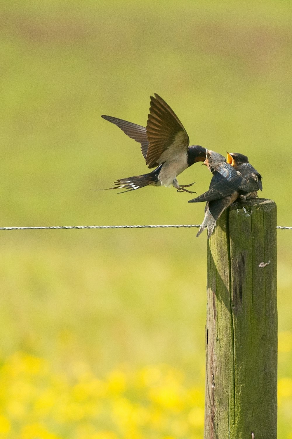 Fotografia de foco raso de pássaros alimentando dois filhotes de pássaros