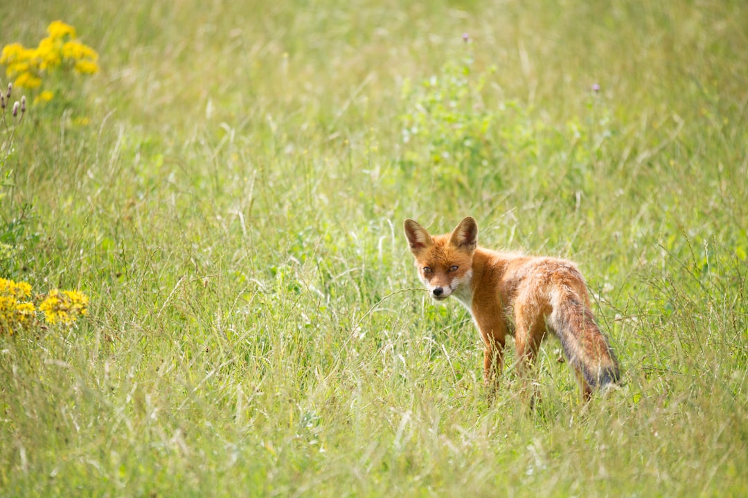 wildlife photography of orange fox