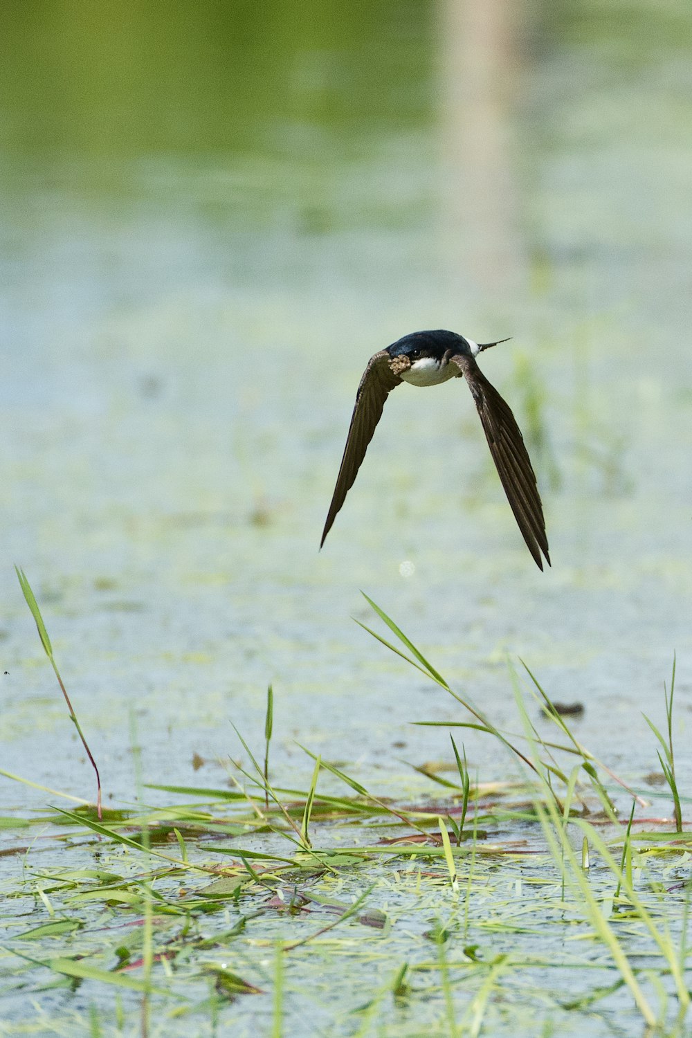 black bird flying above water in selective focus photography