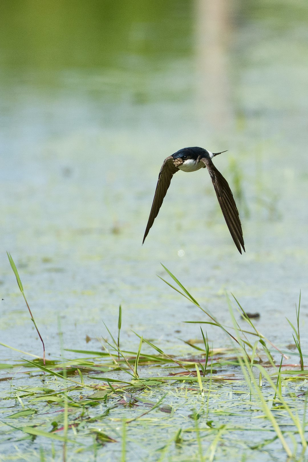 Wildlife photo spot Westbroek Hollandsche Rading