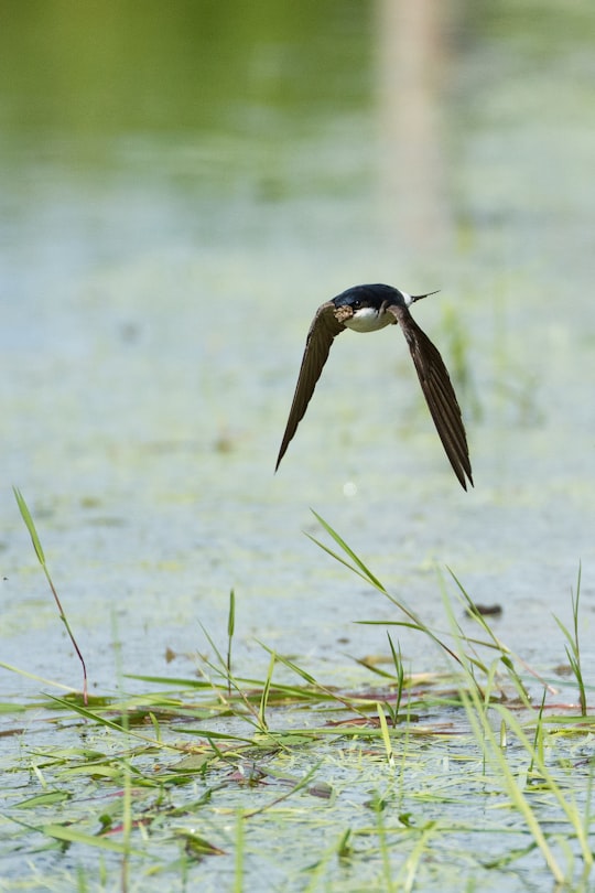 black bird flying above water in selective focus photography in Westbroek Netherlands