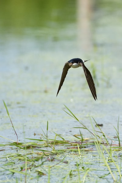black bird flying above water in selective focus photography