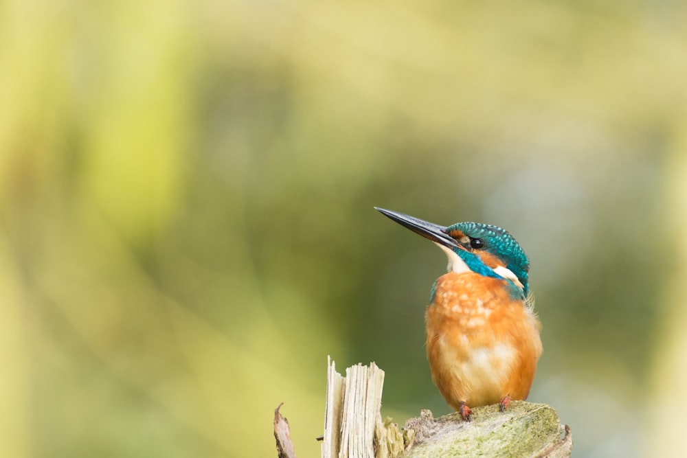 Photographie à mise au point peu profonde d’oiseaux bruns et bleus