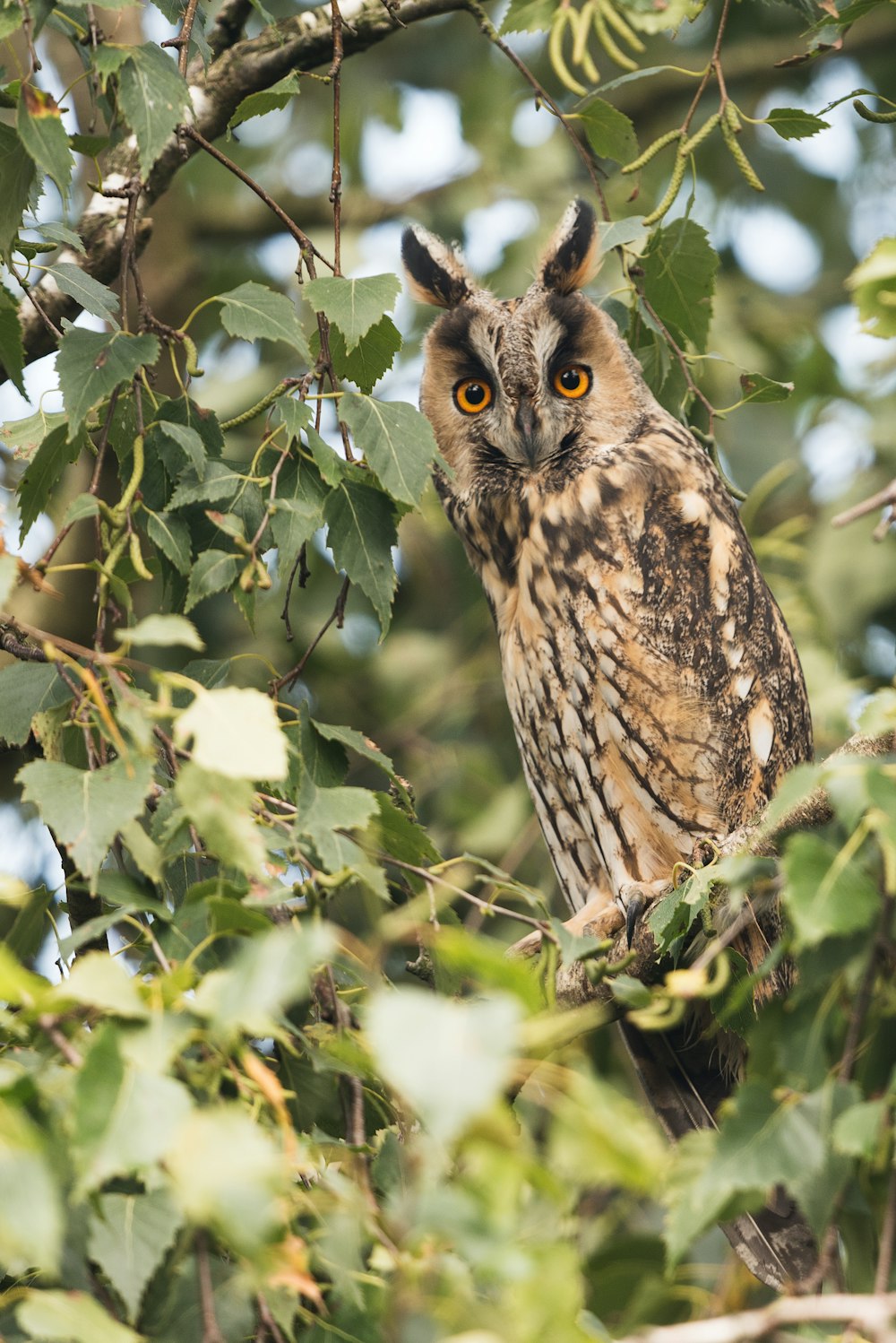 hibou sur les arbres feuillus