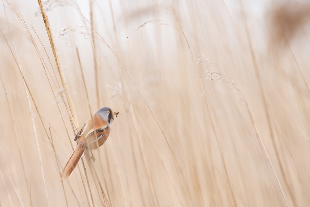 photo of brown and gray short-beak bird