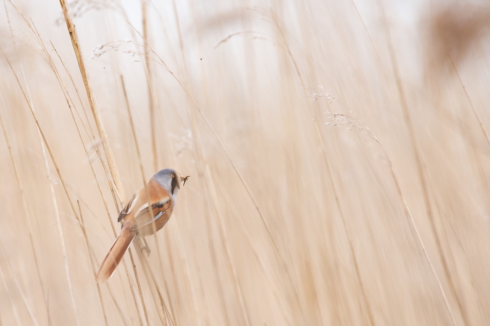 Foto di uccello dal becco corto marrone e grigio