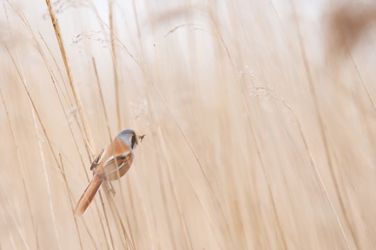 photo of brown and gray short-beak bird in Oostvaardersplassen Netherlands