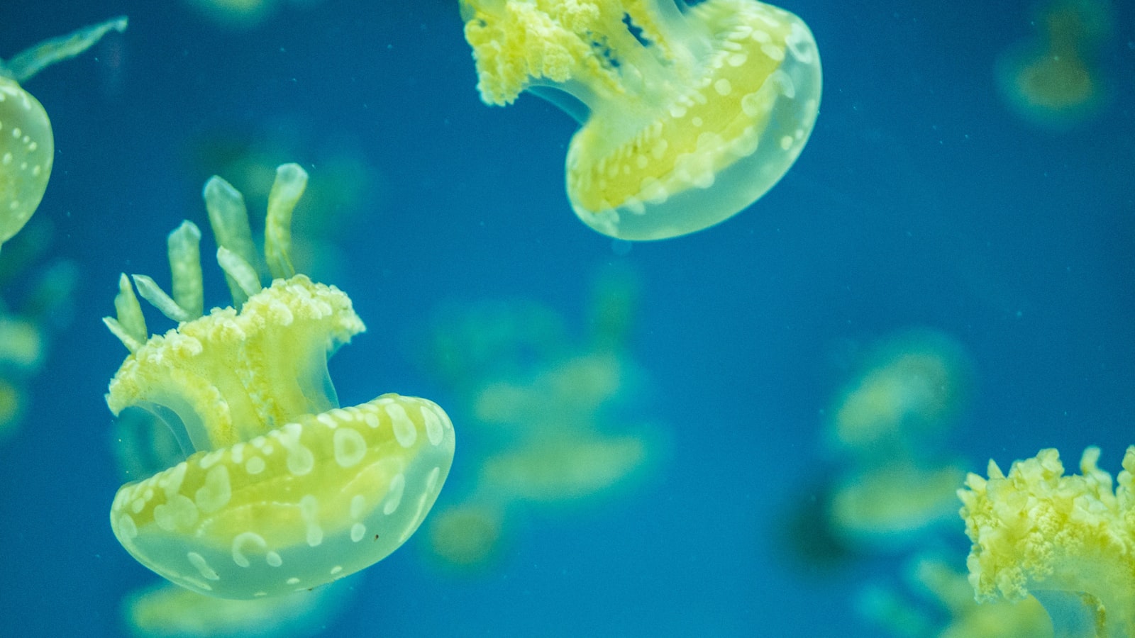 Panasonic Lumix DMC-G7 + LUMIX G 25/F1.7 sample photo. Jellyfishes underwater photography