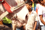 A close-up view of a horse's head with a red bridle, surrounded by a group of people. The focus is on the horse, while several children and colorful clothing are visible in the background.