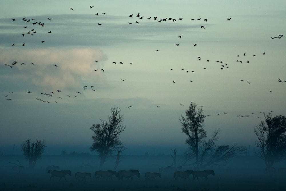 fliegende Vögel über einer Herde von Tieren in der Nähe von Bäumen