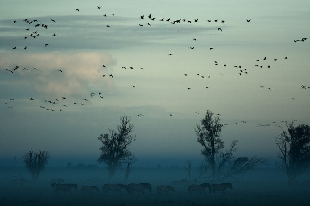 pájaros voladores por encima de la manada de animales cerca de los árboles