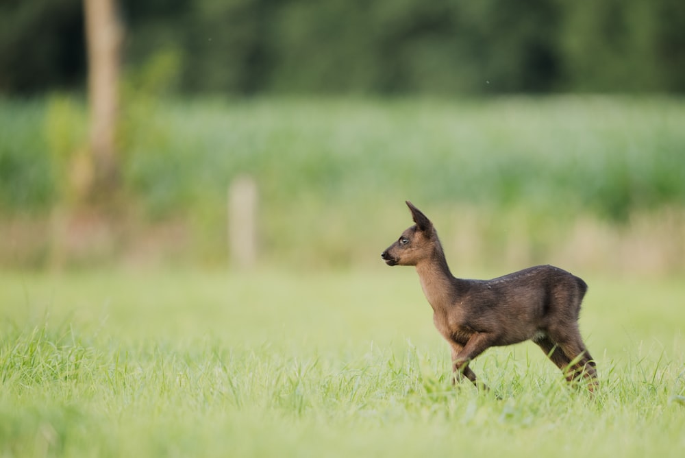 photo of brown deer on grass field