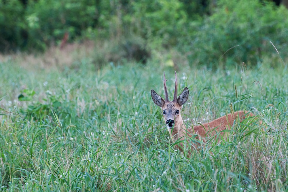 brown antelope on green grass