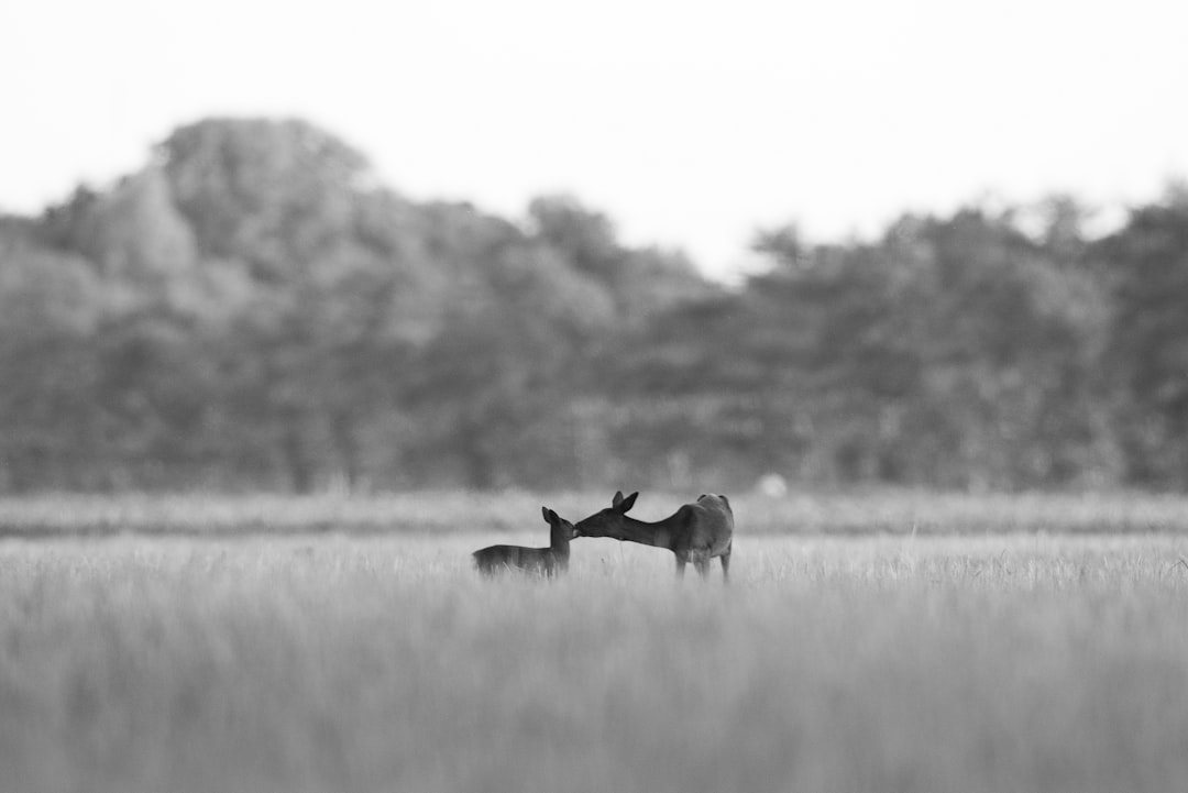grayscale photo of deers on field